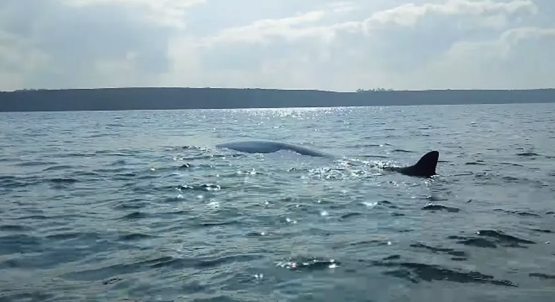 Une baleine au large de la Normandie